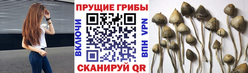 где продают   ОМГ ОМГ онион  Псилоцибиновые грибы Cubensis  Зуевка 